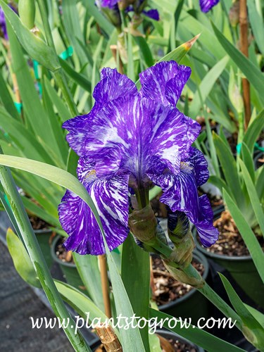 'Batik' Border Tall Bearded Iris